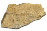 Dinosaur (Triceratops) Frill Shield Section - Montana #338922-1
